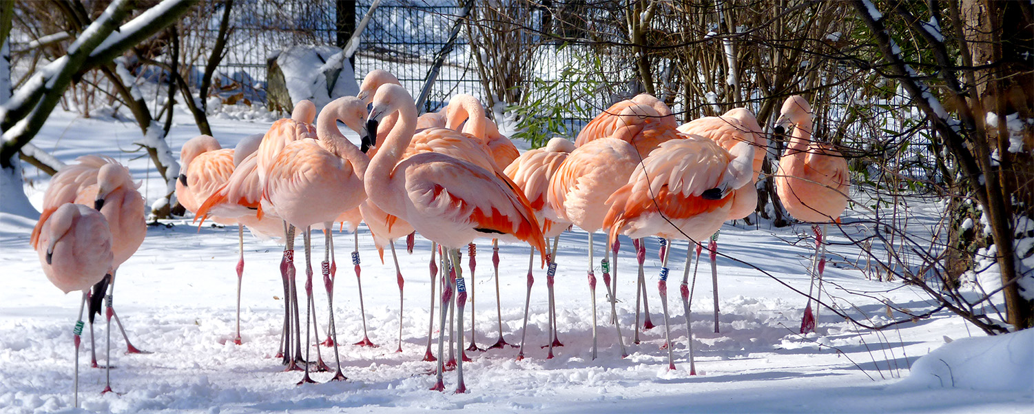 Chile-Flamingos.jpg